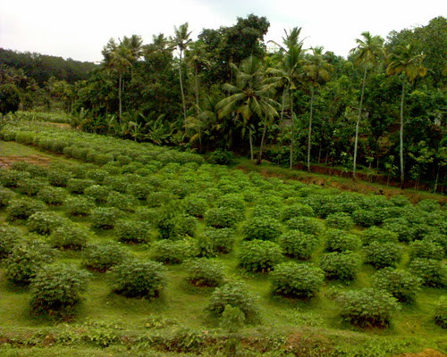 kerala