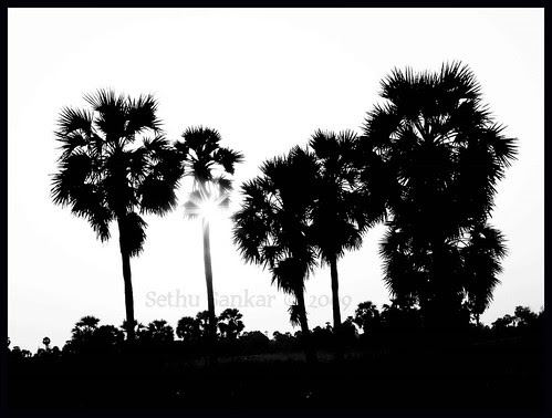 Black and White 