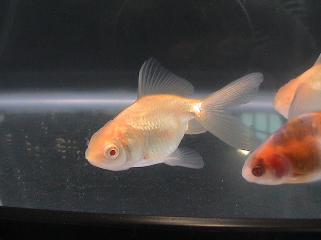 アルビノ金魚 写真共有サイト フォト蔵