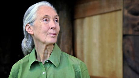 Jane Goodall - copyrighted