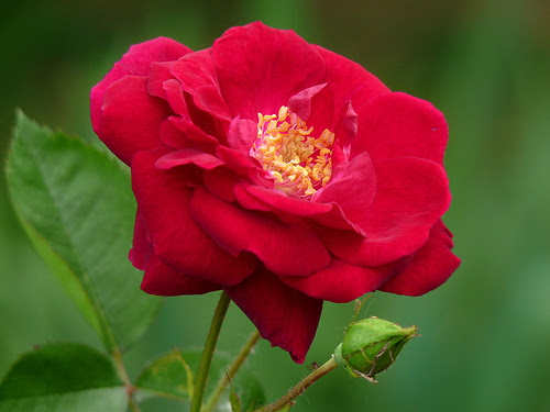 rose flower images photos. Rose Flower Pictures