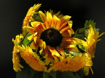 Sunflower Plant Parts