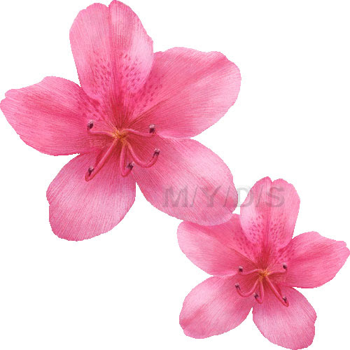 躑躅 躑蠋の花 ツツジの花のイラスト 条件付フリー素材集