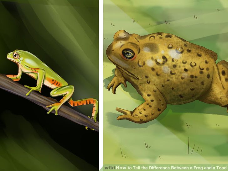 Tell the Difference Between a Frog and a Toad Step 3 Version 3.jpg