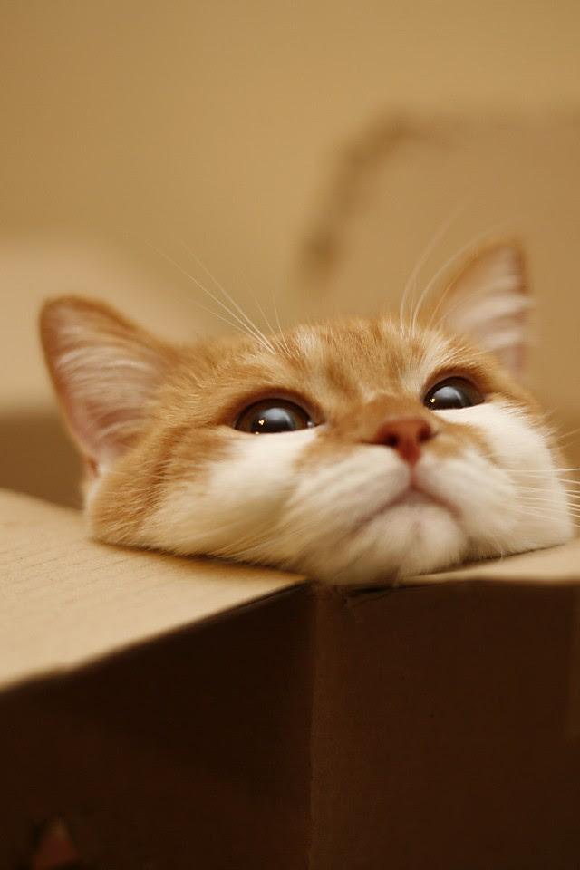トップ100 かわいい 猫 壁紙 Iphone すべての美しい花の画像