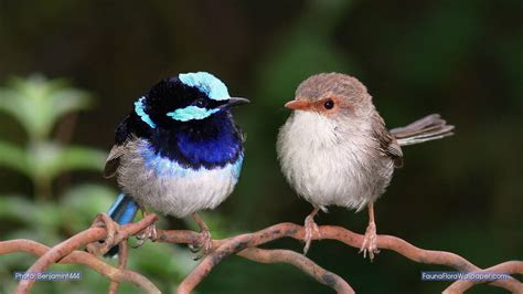 gambar  wallpaper capung ungu rumput gambar fauna