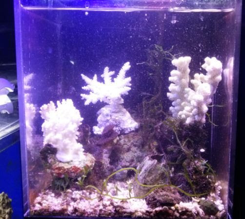 小型水槽レイアウト用の飾りサンゴのご紹介だよ 飾りサンゴについて 海水魚のパイオニア 日海センター 日海フィッシュコム