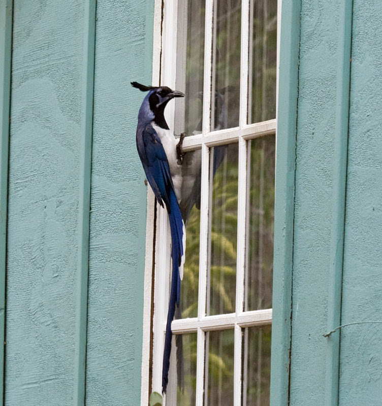 Black-throated Magpie-Jay