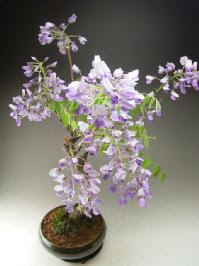 信州の宝石屋さん ４月１日の誕生花