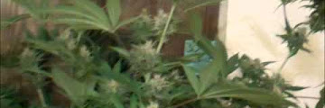 Ace Of Spades Sweet Potato Vine Download Youtube Videos Mp3 and Mp4