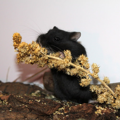 nom, nom, nom
