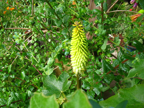 Kniphofia