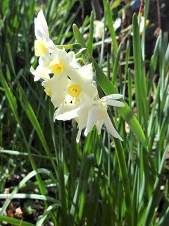 趣味の花図鑑 フサザキスイセン