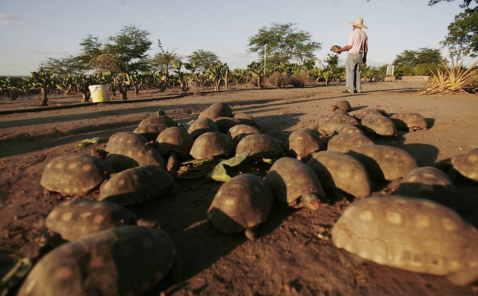 チェリーヘッド アカアシガメのブリーディング ファーム Red Foot Tortoise S Breeding Farm In Brazil 駅徒歩5分の日常