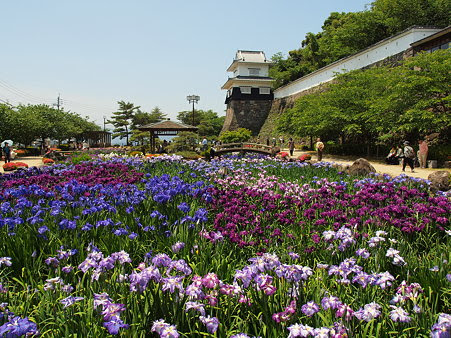 長崎 大村公園の３０万本の花菖蒲 路傍の花たち