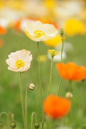 アイスランドポピー 花言葉 慰め Ikuyuki A