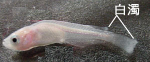 メダカ治療室 カビや寄生虫 プティ メダカ