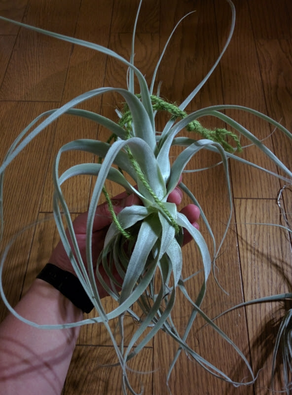 大型種のエアプランツ ストラミネアを買ってみた Yoshida Lab S Blog