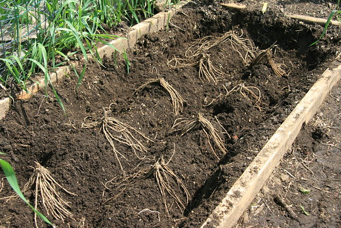 asparagus laid out