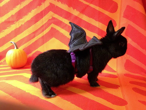 George Bat Bunny by Jeni Baker