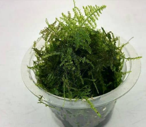 Tanaman iAquascapei Moss Mini Crismas iBahani BibitBunga com