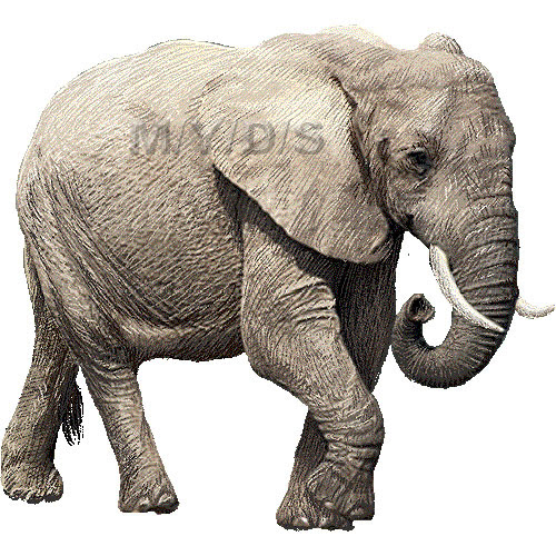 アフリカ象 あふりかぞう のイラスト 条件付フリー素材集