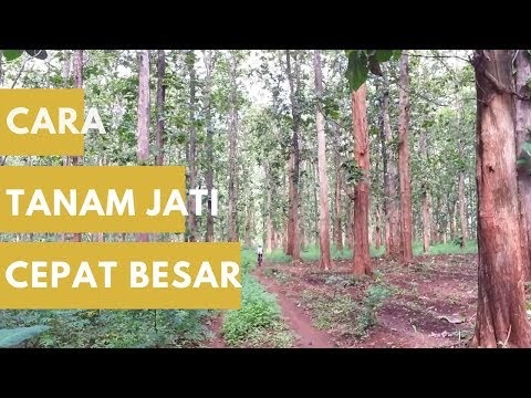 Tren Gaya Cara Menanam Pohon Jati Agar Cepat Besar Hasilnya Lurus Dan Baik, 
