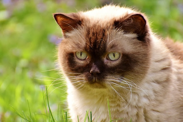 ブサカワ猫の種類4選 世界中のファンを魅了するブサカワ猫の魅力とは