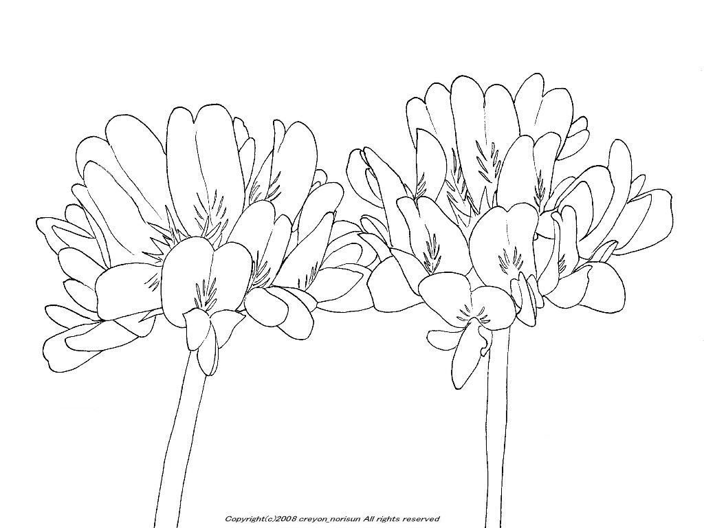 レンゲソウの下絵 春の花のぬりえ