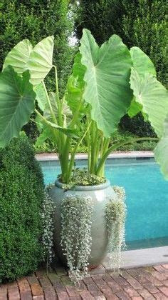 Elephant Ears In Pots Planters