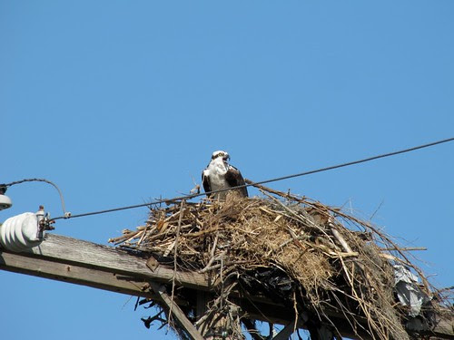Osprey