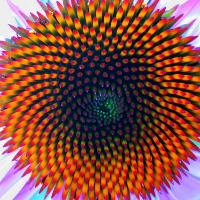 Fibonacci in Nature