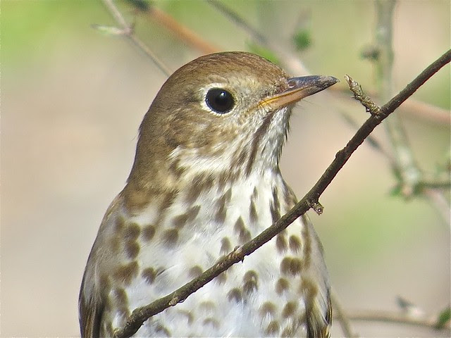 Hermit Thrush at Ewing Park in Bloomington, IL