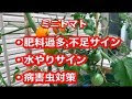 [最も欲しかった] トマト 水やり 頻度 453843-トマト 水やり 頻度 コンテナ