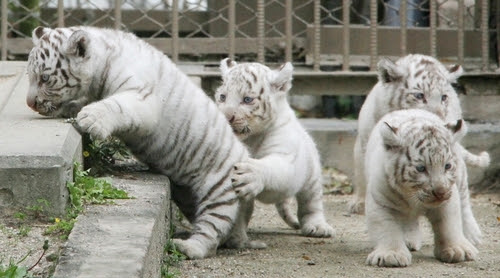 ホワイトタイガー4つ子の赤ちゃんデビュー それ行け 子連れ海外旅行 旅と子育てブログ