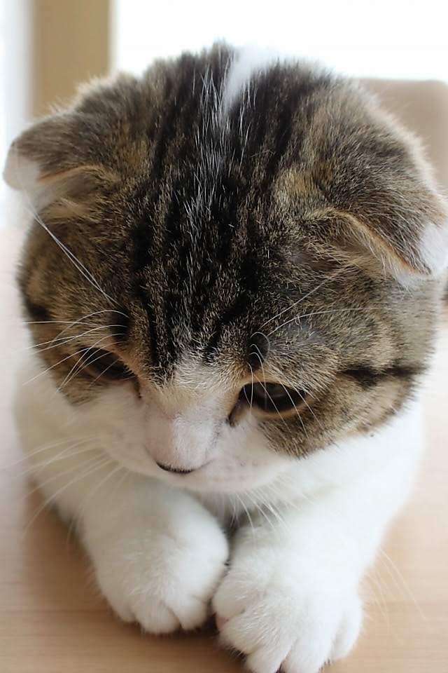 画像をダウンロード マンチカン 壁紙 Pc