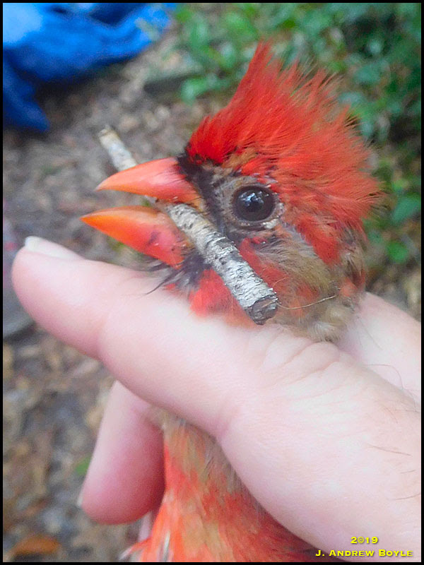 Northern Cardinal