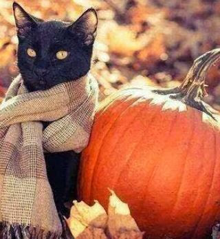 Chat a grosse tete