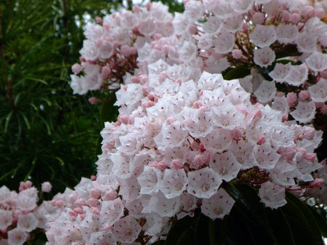 誕生花集 2月17日 カルミア いつもいっしょ 楽天ブログ