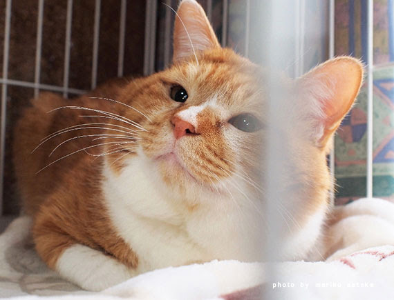 顔デカ ナッツくん フェリシモ猫部