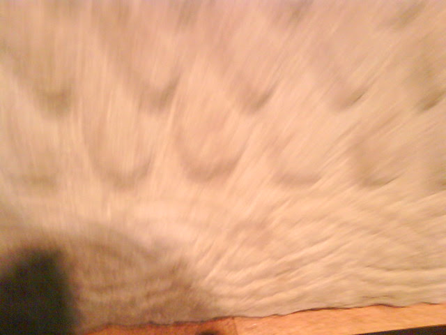 Photo 0928