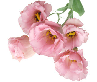 Flower Note 名前一覧 トルコギキョウ