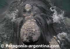 Ballena Franca Austral