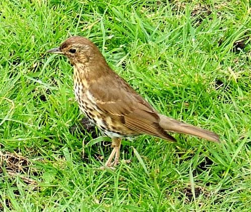 Australian Birds on Song Thrush   Turdus Philomelos Photo