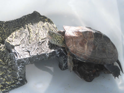 カメさんの甲羅が剥がれない 脱皮不全になったら わんにゃんうぇぶ ペットと一緒に暮らせる住まいが もっと身近になるように 住まいをよく知る不動産広告会社が所沢から発信