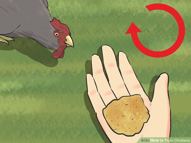 Train Chickens Step 12.jpg