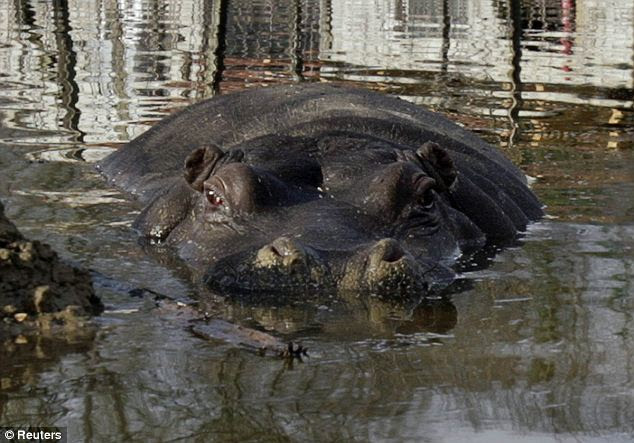 The 12-year old has been living in the local zoo for ten years