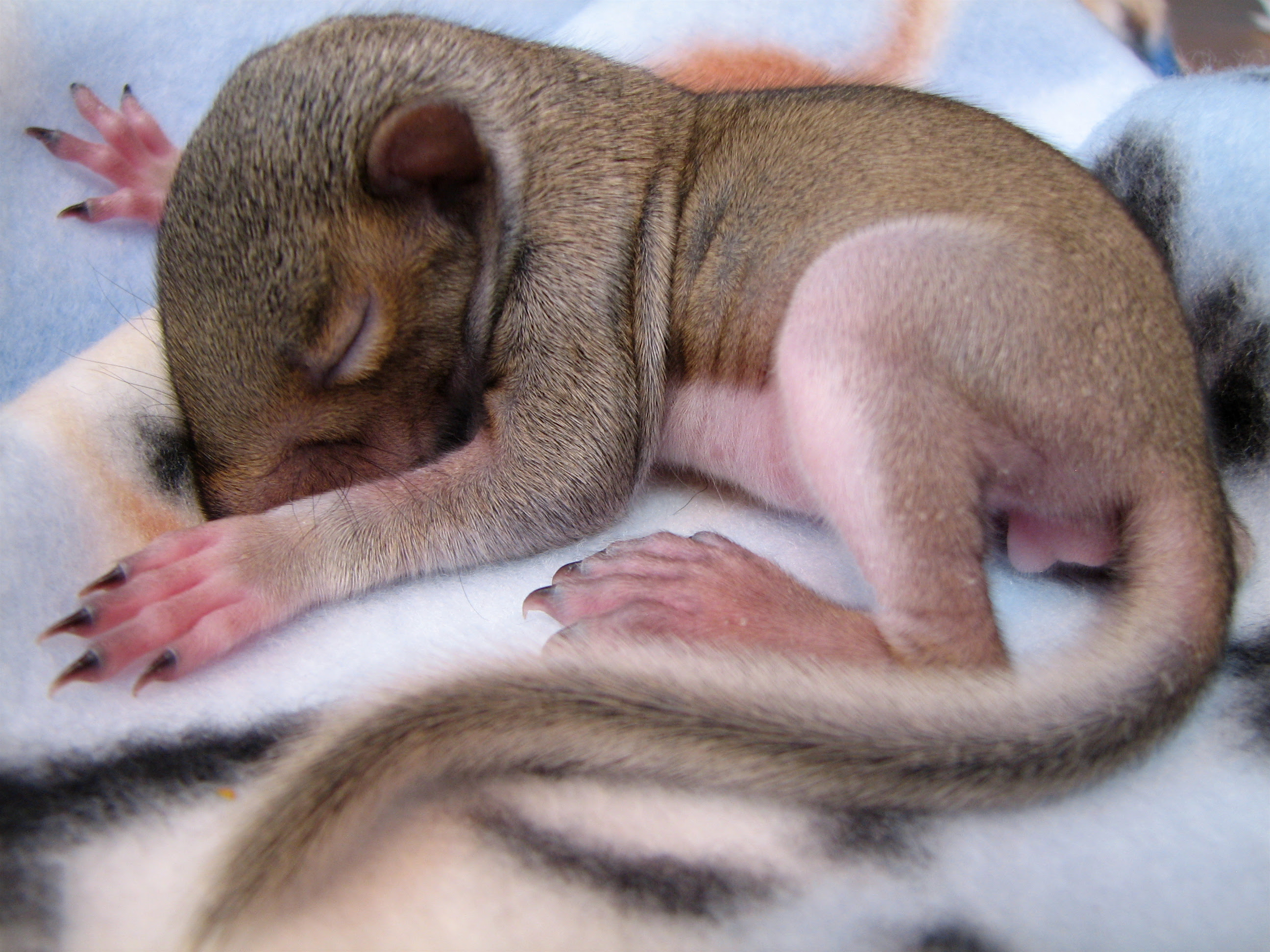 フリー画像 動物写真 哺乳類 リス科 小動物 リス 赤ちゃん 動物 寝顔 寝相 寝姿 画像素材なら 無料 フリー写真素材のフリーフォト