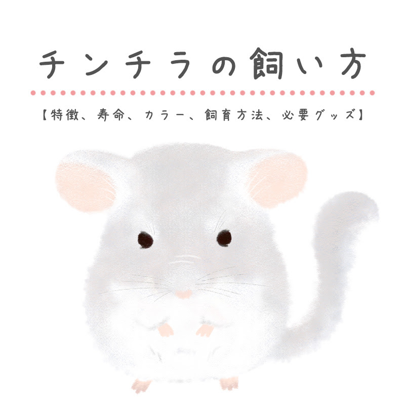 大人気のペット チンチラの飼い方を紹介 特徴 寿命 カラー 飼育方法 必要グッズ 小動物の総合情報サイト ペットスマイルニュースforスモマル
