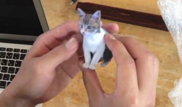  3D  Printed Pets The Absolute Solution for the Socially 